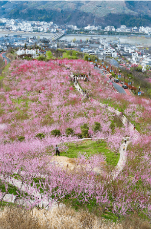 enjoy spring丹凤县桃花谷景区已于3月8日开园啦这是属于丹凤桃花谷的