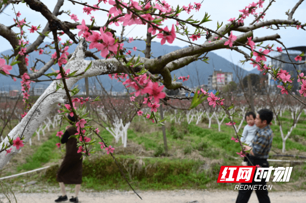 蓝山|湖南蓝山：鲜花朵朵春意浓