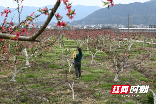 蓝山|湖南蓝山：鲜花朵朵春意浓