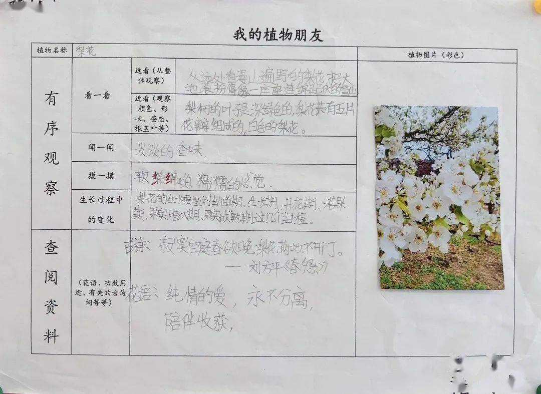 三年级植物杏花记录卡图片