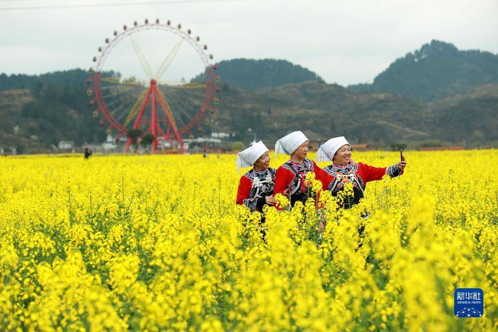 经济|贵州贵定：“赏花经济”带动乡村旅游