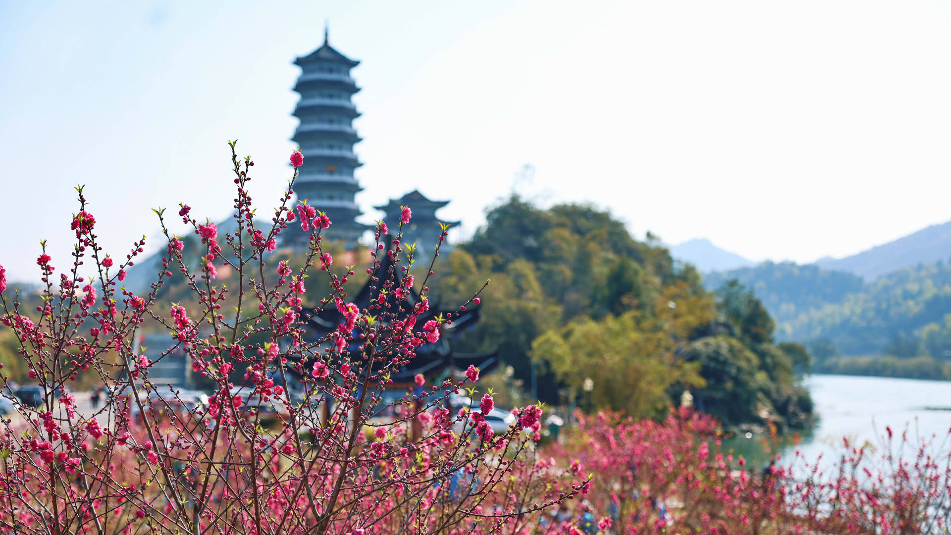 春日花兒朵朵開_永福縣_洛清江_花朵