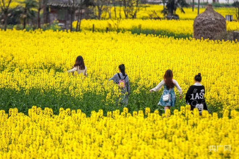 周娴|贵州施秉油菜花开引客来