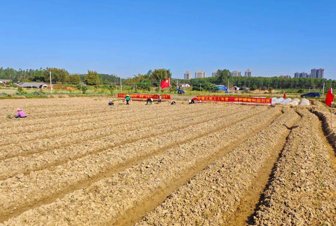 乡村振兴高要回龙党员干部认耕认种一分田