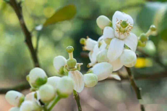 11万亩化橘红花即将盛开 3月日踏春赏花叹蜜走起 移动社 11万亩化橘红花即将盛开 3月日踏春赏花叹蜜走起 移动社