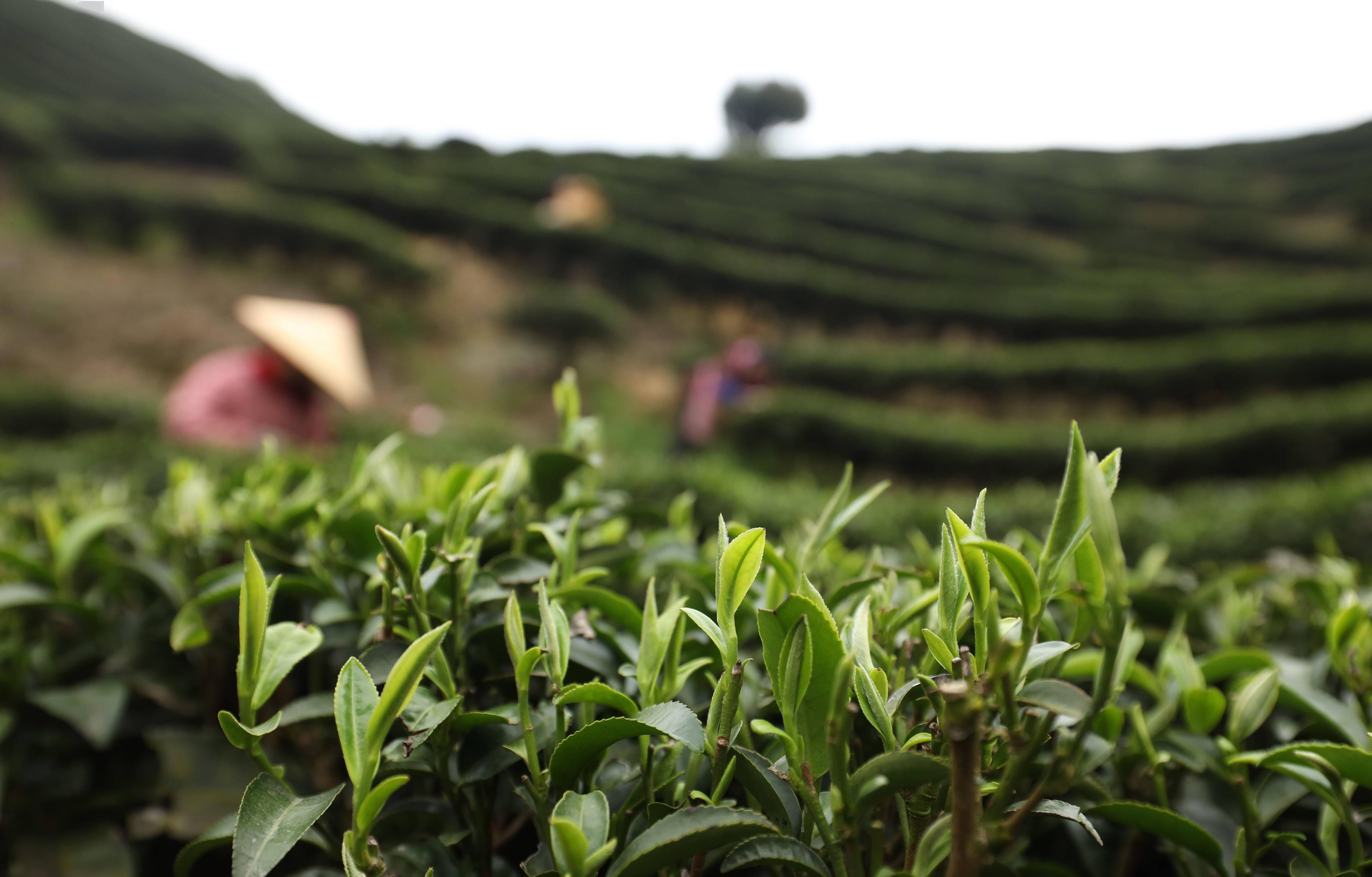 茶园图片真实照片最美图片