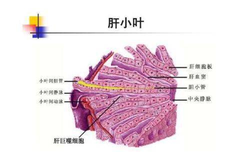 肝小叶图解图片