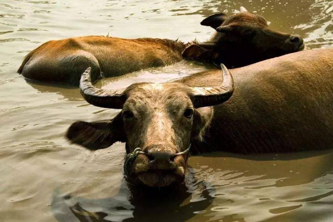 妇女为什么说印度纱丽是世界上最美的衣服？附17条印度冷知识