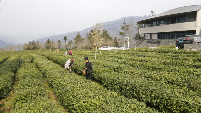 三秦大地春耕忙|陝西紫陽12萬茶農搶抓農時 為豐收打基礎_茶園_蔣孟琴