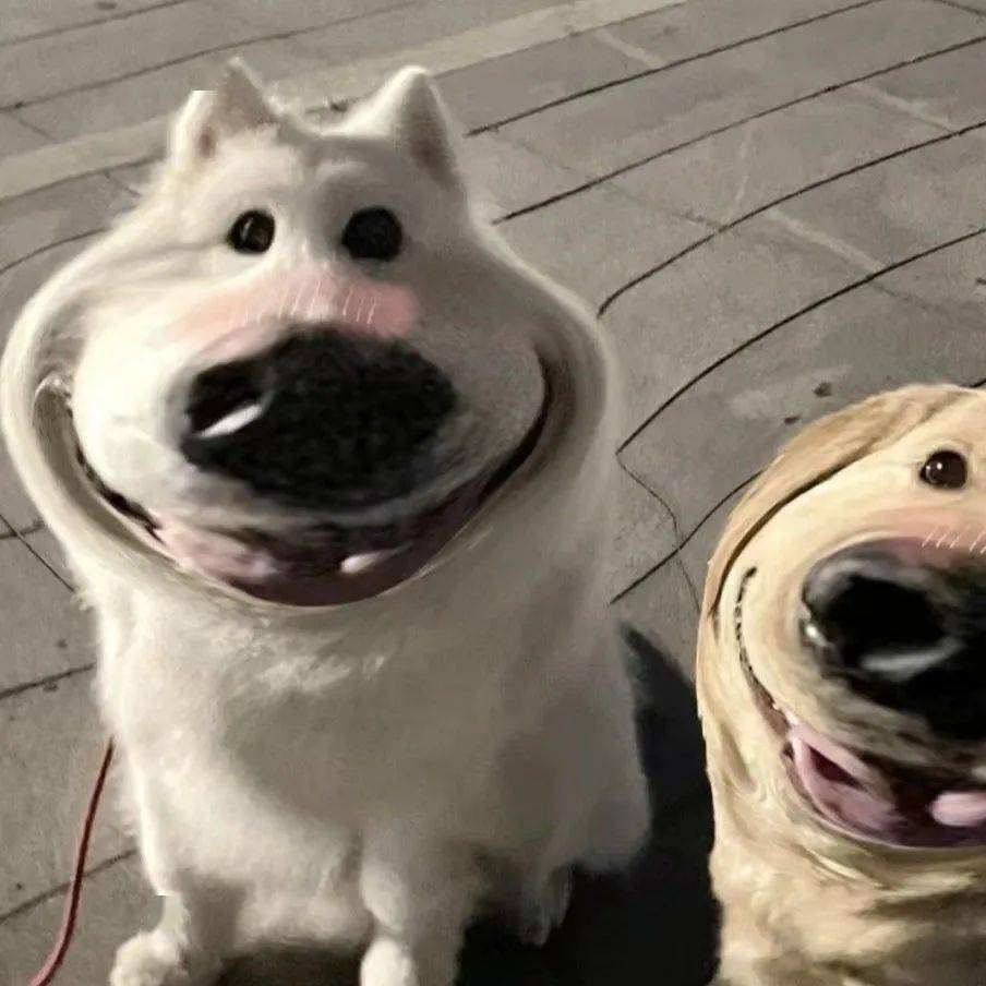 两只狗狗图片情侣头像图片