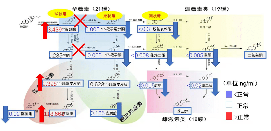 孕酮无法有效地转换为17-羟孕酮,进而导致糖皮质激素和性激素合成不足