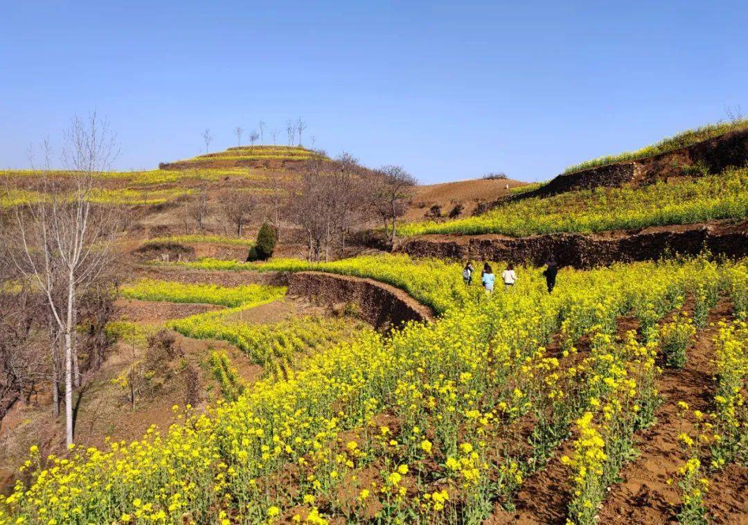 山西底村油菜花图片