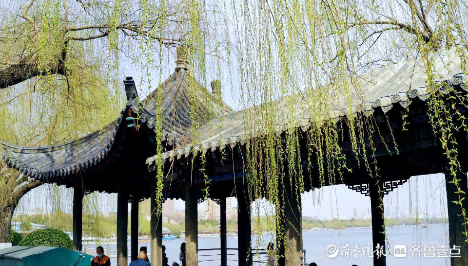好景山东赏景啦济南大明湖柳条新绿飘舞一起邂逅春日浪漫