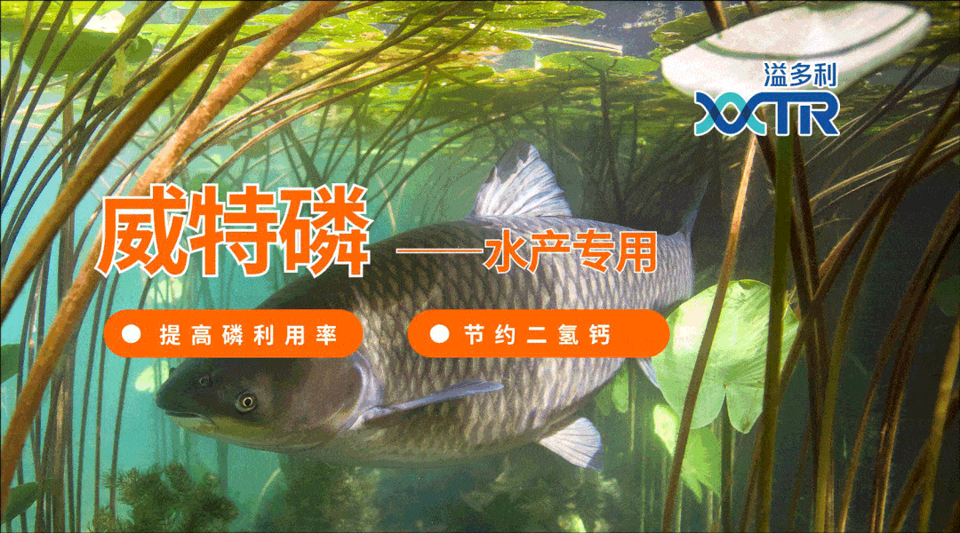 一大波鱼价仍上涨 草鱼 鲤鱼 鲫鱼 加州鲈 黄金鱼同比却猛跌3 2 4元 斤 地区 规格 鲳鱼