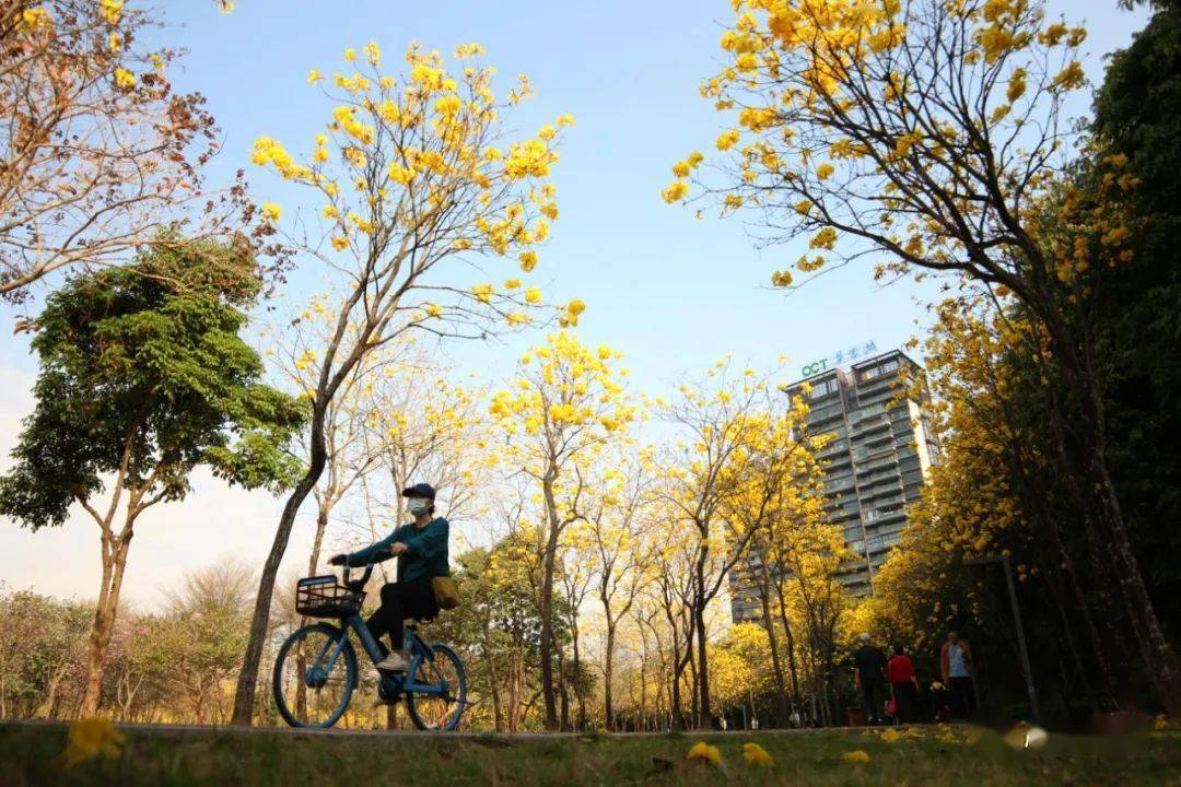 顺峰山公园黄花风铃木图片