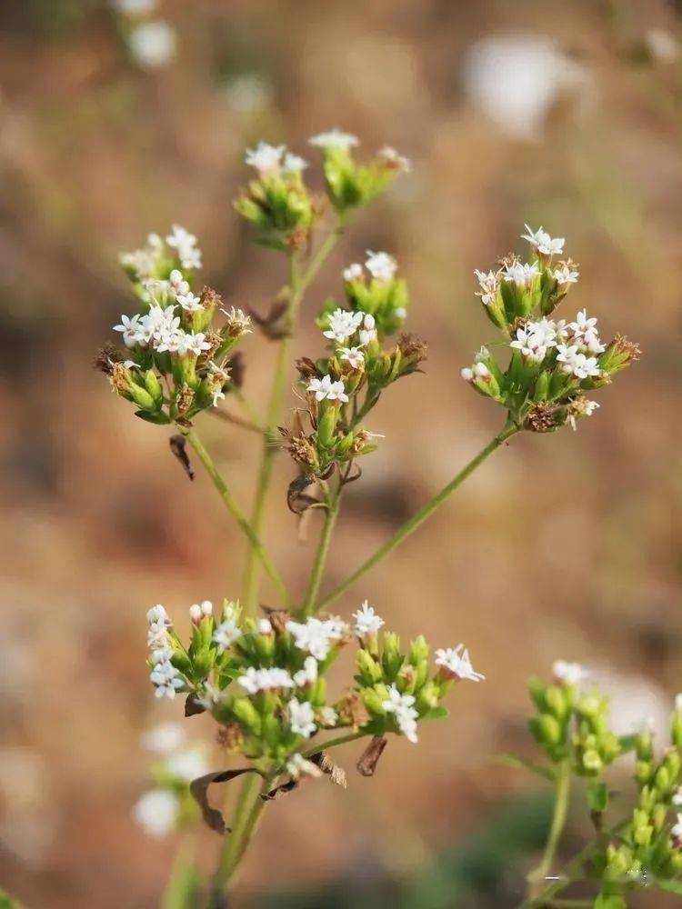 你好大自然第222期甜叶菊
