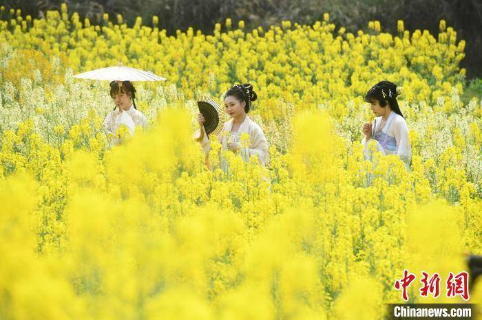 重庆|重庆菜花节：村民舞龙迎客 市民赏花踏青