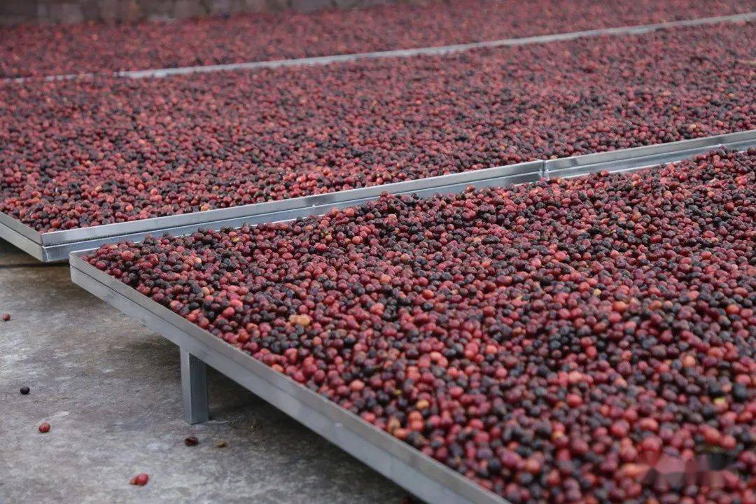 日晒环境,热带雨林天然氧吧的滋润与净化,使兴隆咖啡豆的口感更加丰富