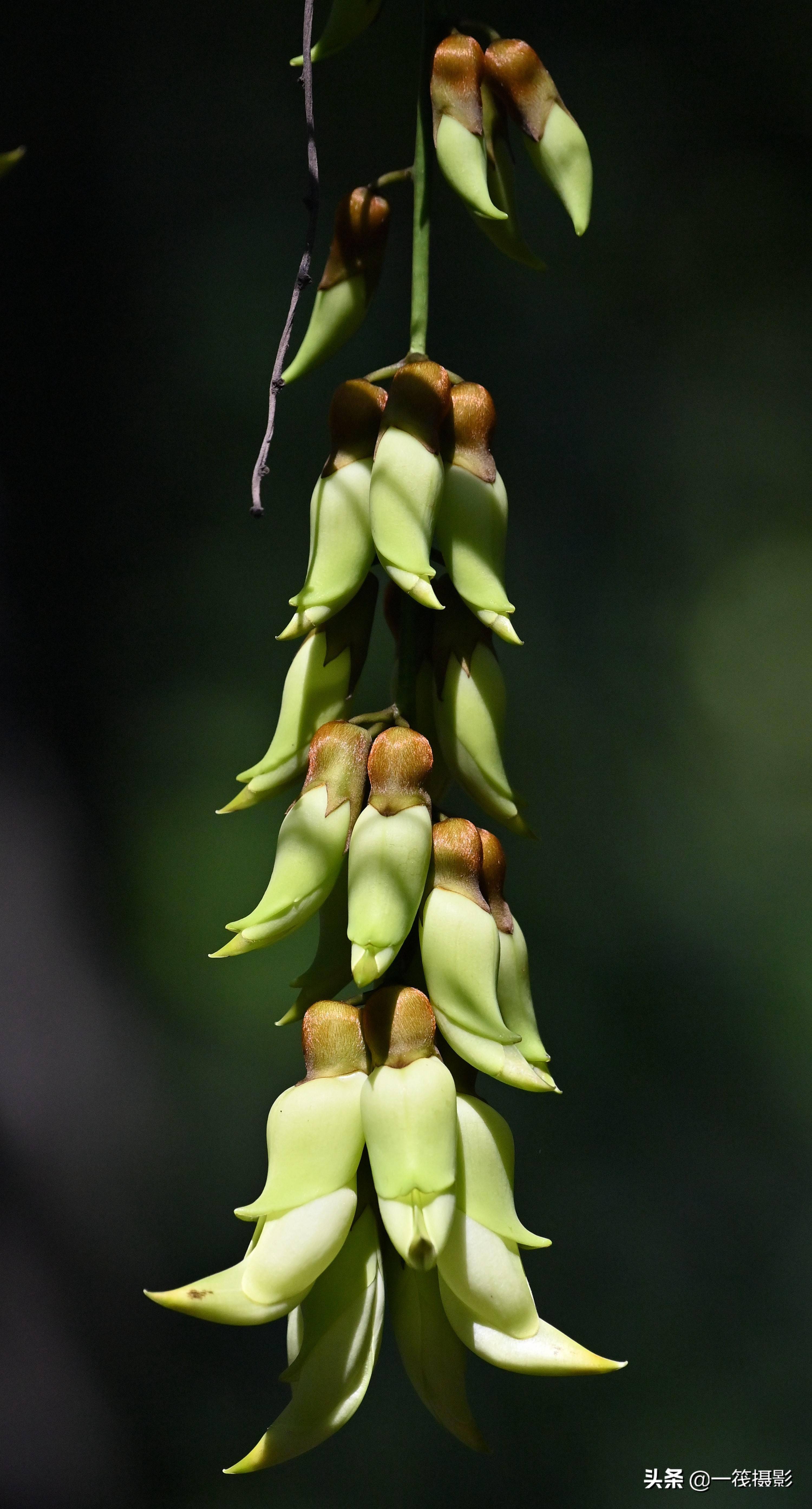 03摄于广州华南植物园.禾雀花,豆科蝶形花亚科油麻藤属植物.