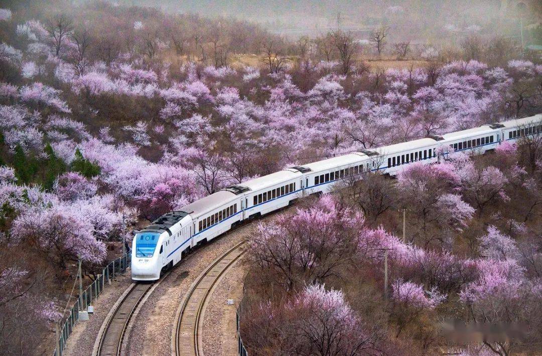 攻略限定20天的最美赏春地开往春天的火车即将迎来最美的春天