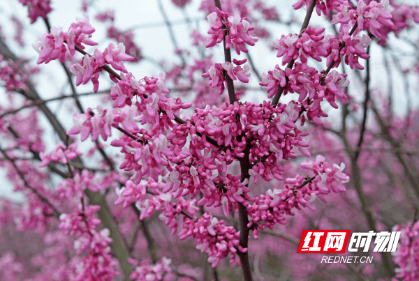 花朵|江永：紫荆花开春意浓