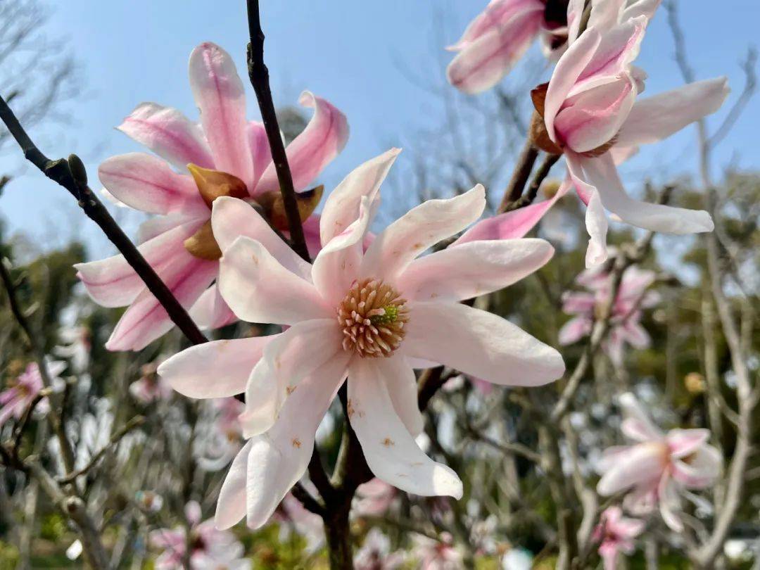 闵行|玉兰正逢盛花期，一波“云赏花”走起