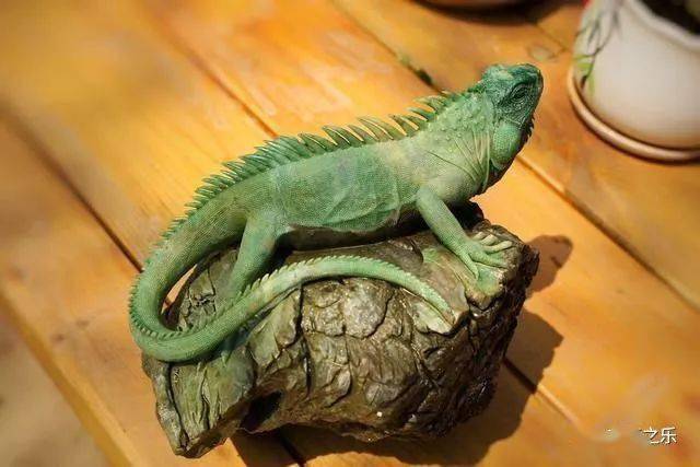 丛林蜥蜴雕像图片