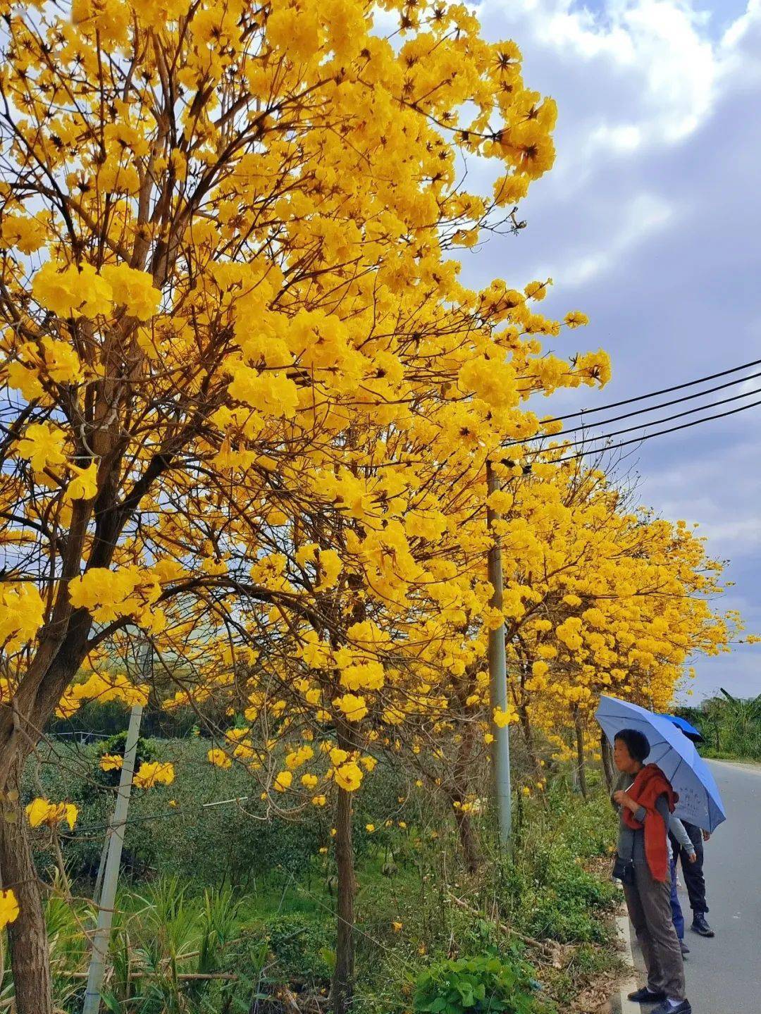 这是信宜哪里黄花风铃花开惹人醉