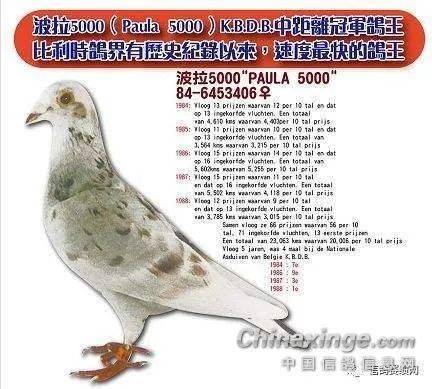 波拉5000总飞行超2万公里高位入赏66次