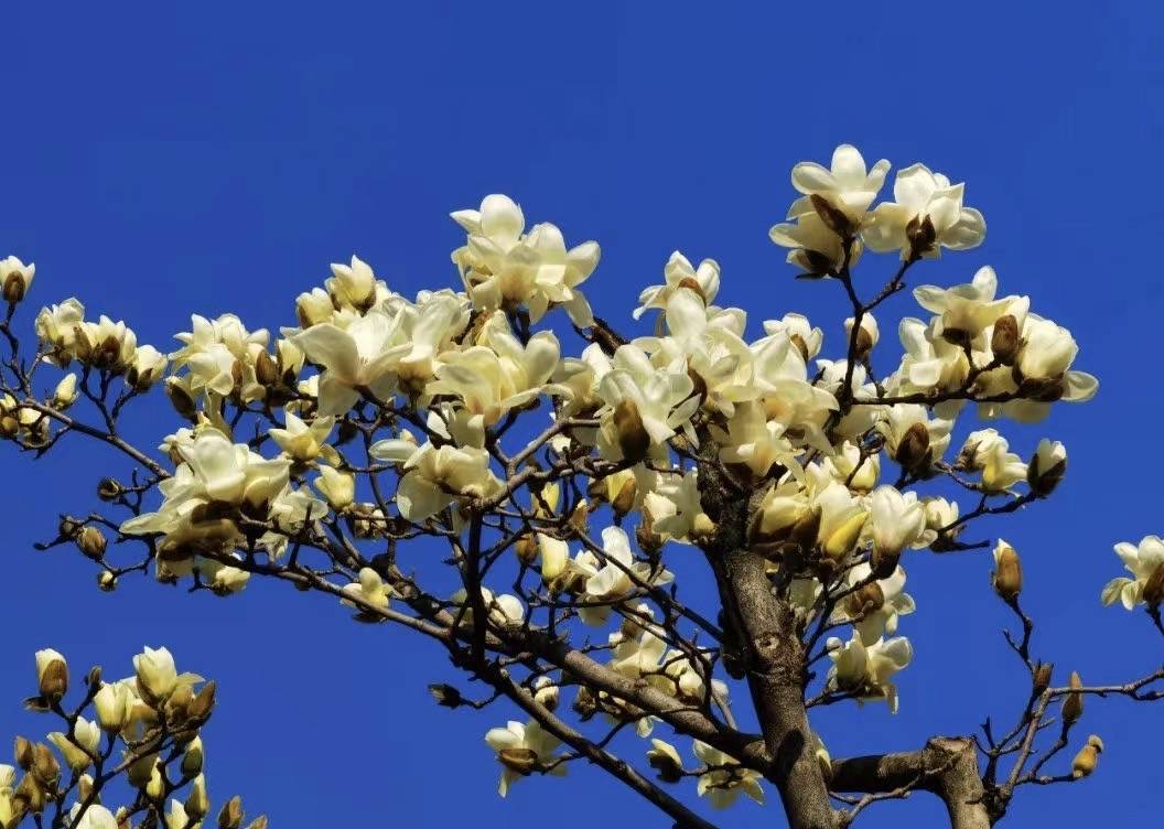 闵行|玉兰正逢盛花期，一波“云赏花”走起