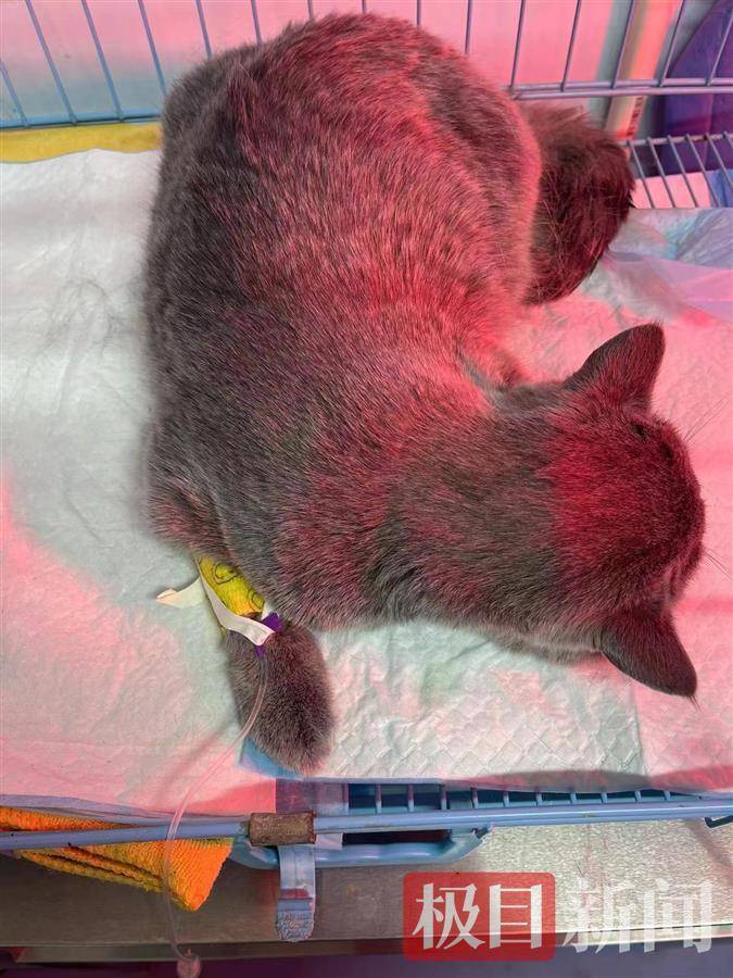 帮到底蓝猫绝育后患猫瘟而死动物医院赔偿主人手术费
