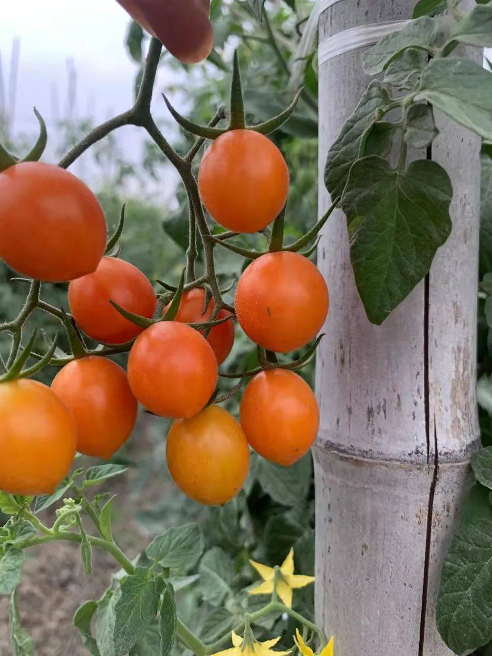 『金玲珑小番茄97』