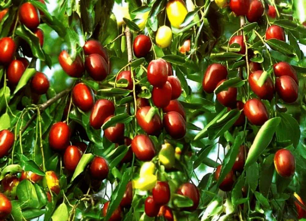 的地方,多晒太阳,能让它长得更茂盛,多多开花结果子,枣花至小能结实