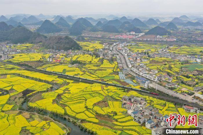 安顺鲍家屯油菜花图片