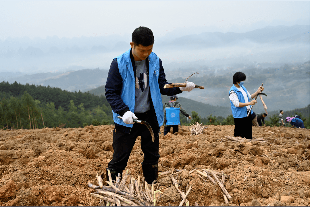 百事農為先大安鄉幫助農戶種植甘蔗