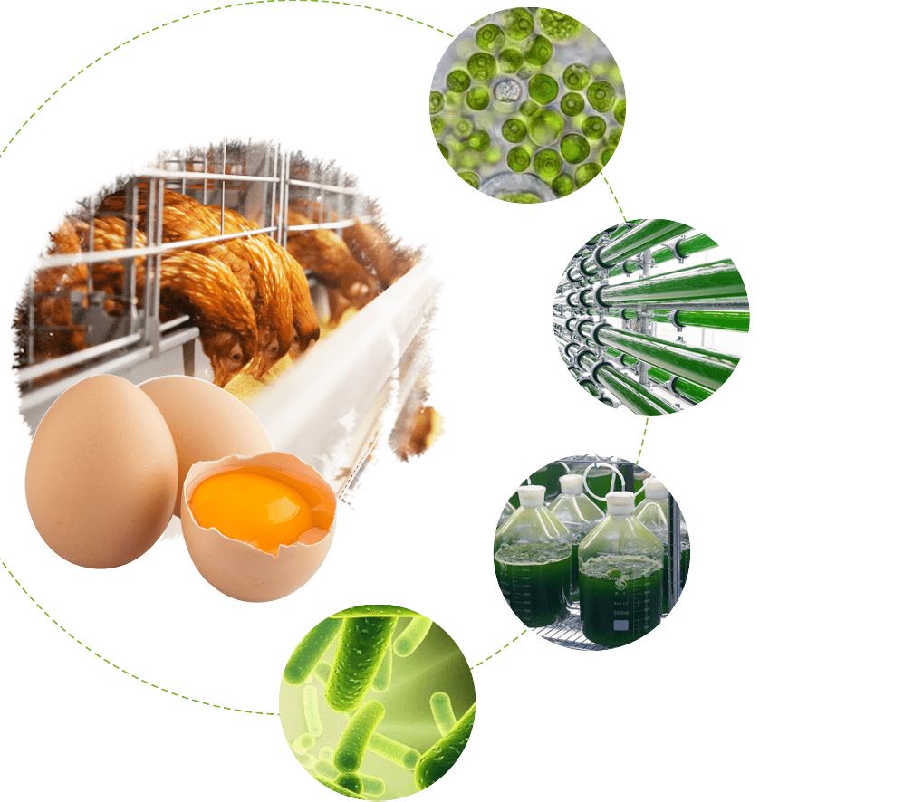 聚焦315小球藻鸡蛋安全健康