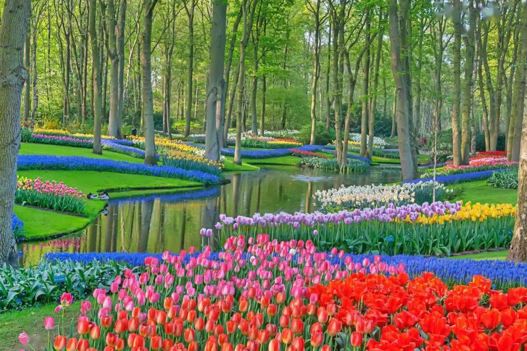 "世界上最美的春天公园 荷兰库肯霍夫公园(keukenhof)坐落在