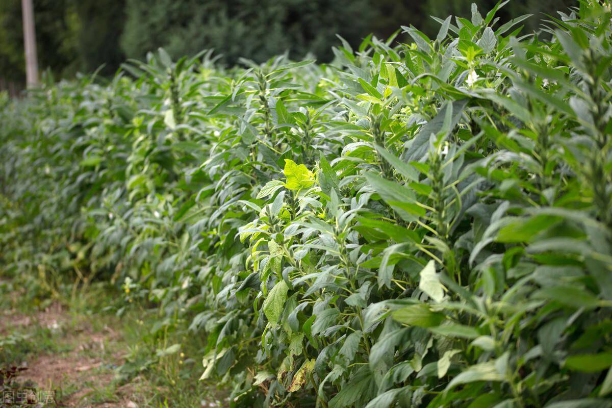 抗病性强,抗倒优势明显的白芝麻品种!