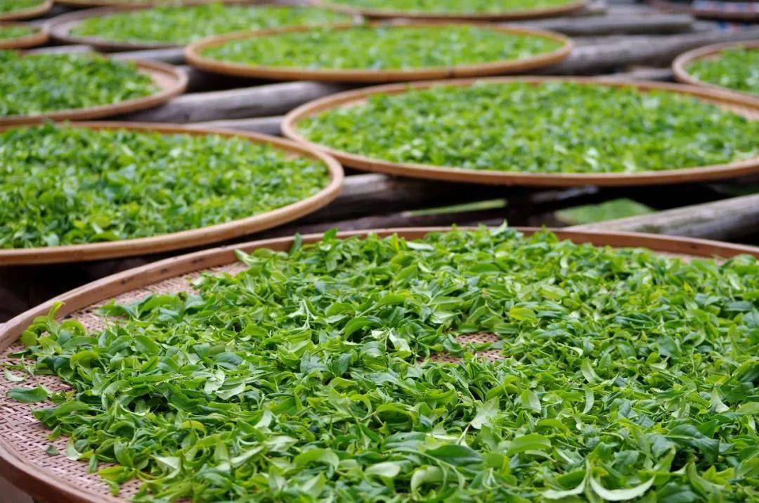 晒青:避开阳光过于强烈时段,避免灼伤茶叶,晒青过程中不宜翻动采青