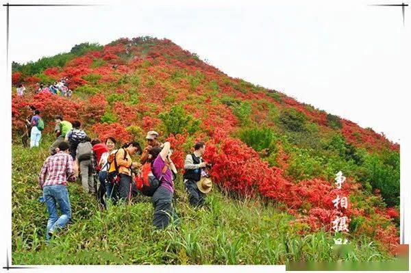 3月20號通天蠟燭67登從化通天蠟燭賞漫山杜鵑花海