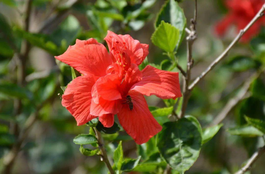 草樹知春不久歸百般紅紫鬥芳菲陽春市第一中學春色集錦