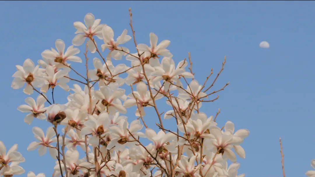 穿越|@嘉定人，一起聆听《 玉兰花开》的声音！