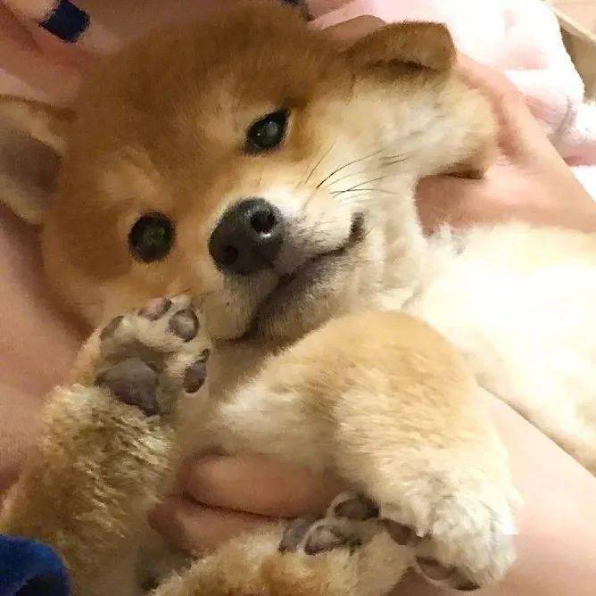 狗狗系列头像丨选一只憨憨or可爱修勾带回家