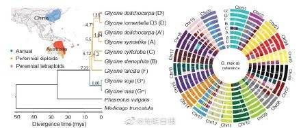 团队|山东农业大学团队找到选育大豆高产优质新品种的关键