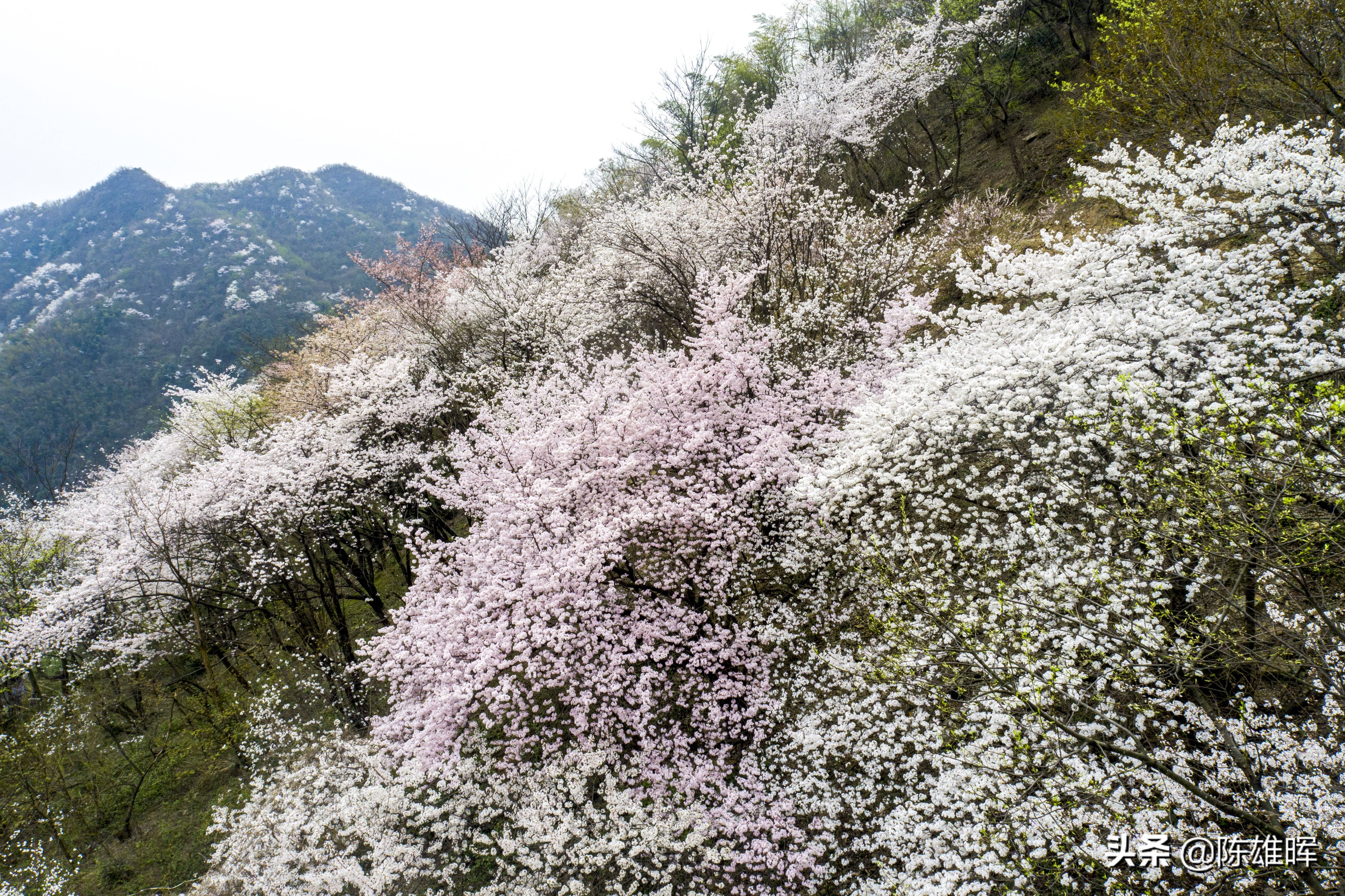 航拍大幕山野樱花