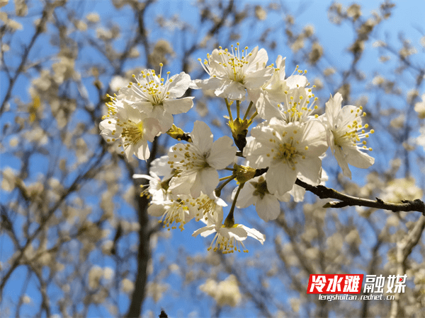 游客|冷水滩：万株樱桃花盛开 雪白漫漫迎客来