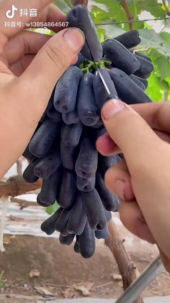 无核手指葡萄汁多耐储存