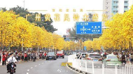 广州|饱和度拉满！广州黄花风铃木迎来花期