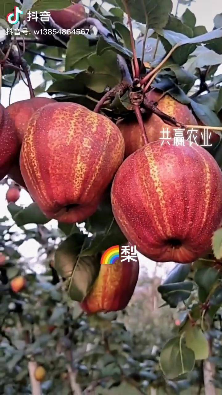彩云红梨品种图片