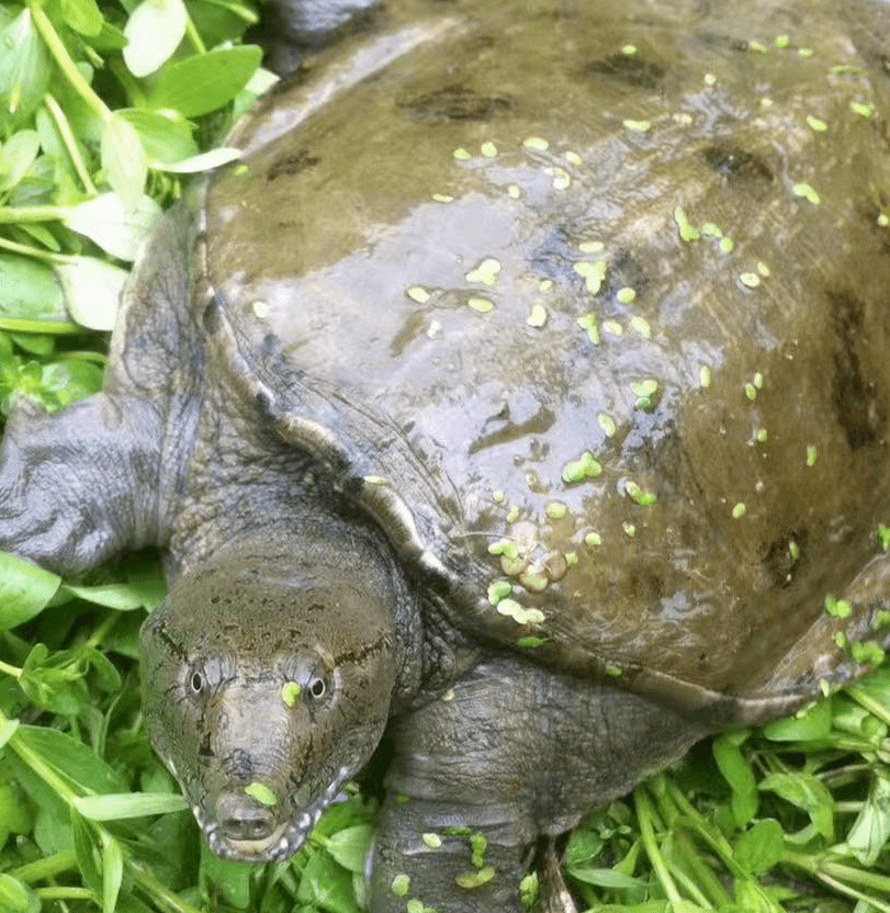 带全村养甲鱼致富,他被人亲切地叫作"甲鱼爸爸"!